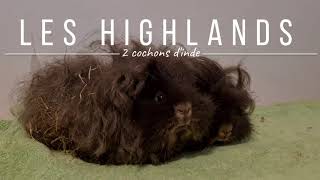 Les cochs highland